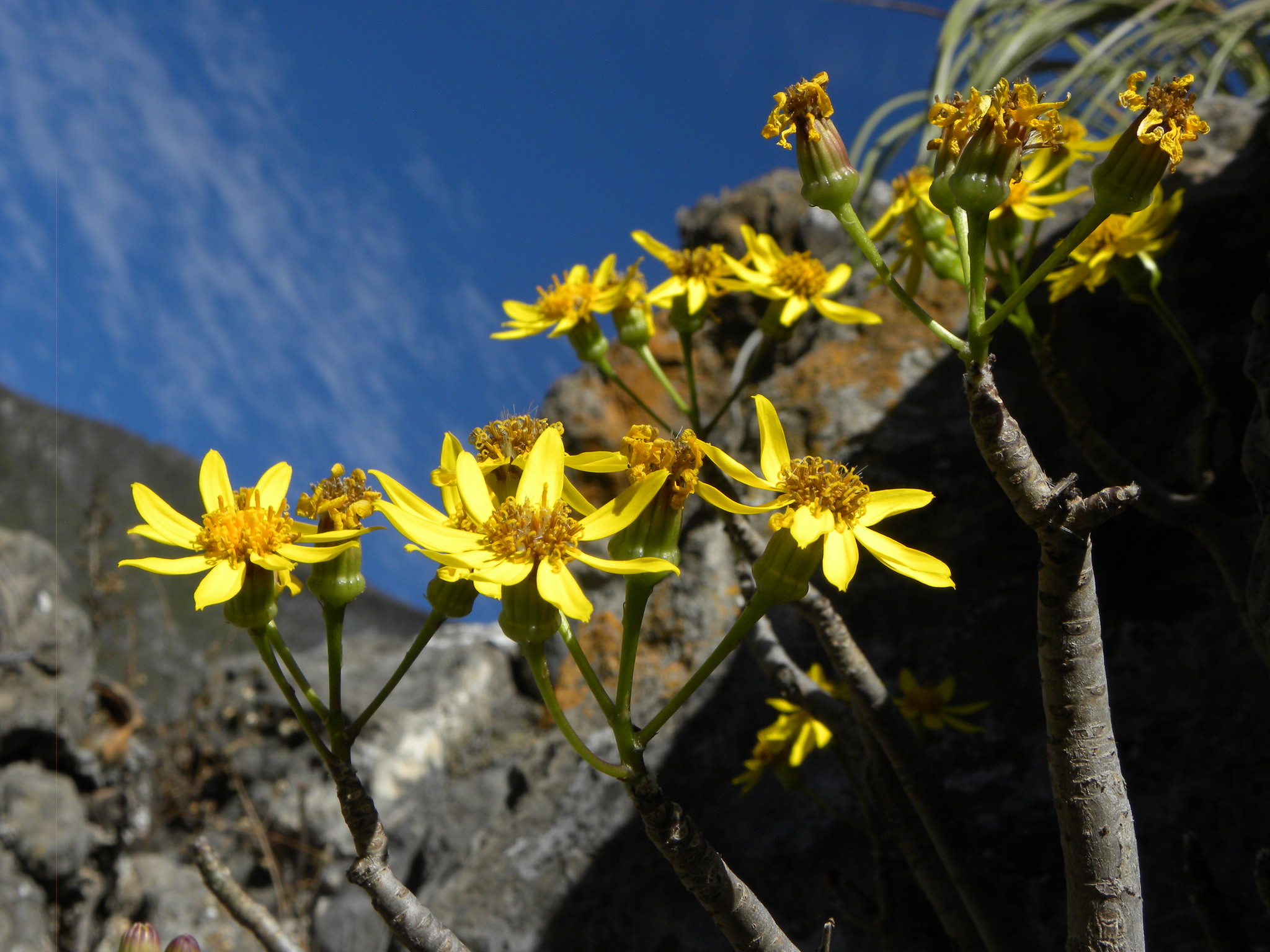 Senecio praecox